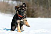 German shepherd pup running in snow
