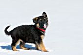 German shepherd pup with snow on its nose