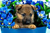 German shepherd pup in a bucket of blue flowers