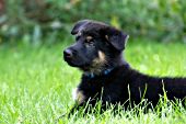 German shepherd puppy resting in grass