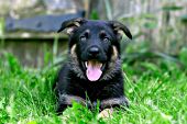 German shepherd puppy resting in grass