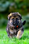 German shepherd puppy walking through grass