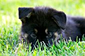 German shepherd puppy hiding in the grass