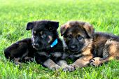 Sibling shepherd pups resting in grass