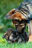 German shepherd adult and pup nuzzling one another
