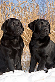 Pair of black lab puppies in snow