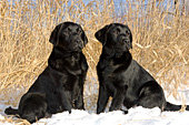 Pair of black lab puppies in snow