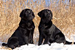 Two in the Snow