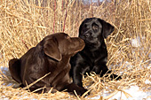 Chocolate puppy nuzzling a black puppy