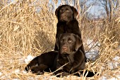 Pair of chocolate puppies resting in tall grass