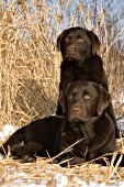 Pair of chocolate puppies resting in tall grass