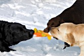 3 labs playing "tug of war" with a toy