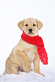 Yellow lab puppy wearing a red scarf