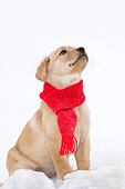 Yellow lab pup wearing a red scarf