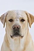 Snow-covered yellow lab