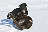 Black & chocolate lab puppies playing in snow