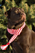 Chocolate lab wearing a winter scarf