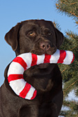 Chocolate lab with a candy cane toy