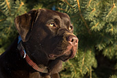 Chocolate lab portrait