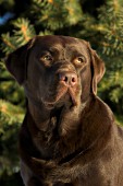 Chocolate lab portrait