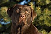 Chocolate lab portrait