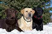 3 adult labs -- black, yellow & chocolate