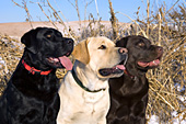 3 adult labs - -chocolate, yellow & black