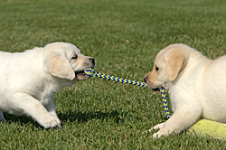 Tug-of-War