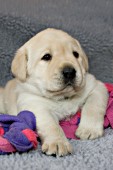 Yellow lab pup