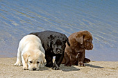 3 lab puppies (all colors) at the beach