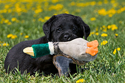 First Retrieve
