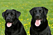 Pair of black labs in a meadow (spring)