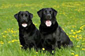 Pair of black labs in a meadow (spring)