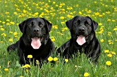 Pair of black labs in a spring meadow