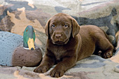 Chocolate lab puppy with mallard decoy