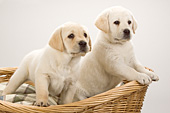 Two yellow lab puppies in a basket