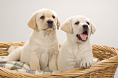 Two yellow lab puppies in a basket