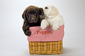 2 lab puppies in a basket -- one "whispering" in the other's ear