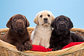 3 lab puppies (all 3 colors) in a basket