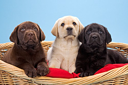 Labrador Retrievers