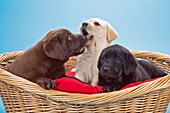 3 lab puppies (all 3 colors) in a basket