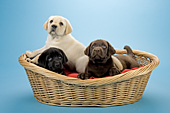 3 lab puppies (all 3 colors) in a basket