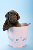 Chocolate lab puppy in a pink bucket -- "Puppy Love"