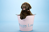 Chocolate lab puppy in a pink bucket -- "Puppy Love"