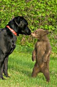 "Unlikely friends" -- black lab & bear cub