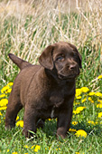 Chocolate lab puppy in dandelions