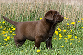 Chocolate lab puppy in dandelions