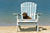 Chocolate lab puppy in a chair at the beach