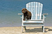 Chocolate lab puppy in a chair at the beach