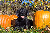 Black lab & pumpkins